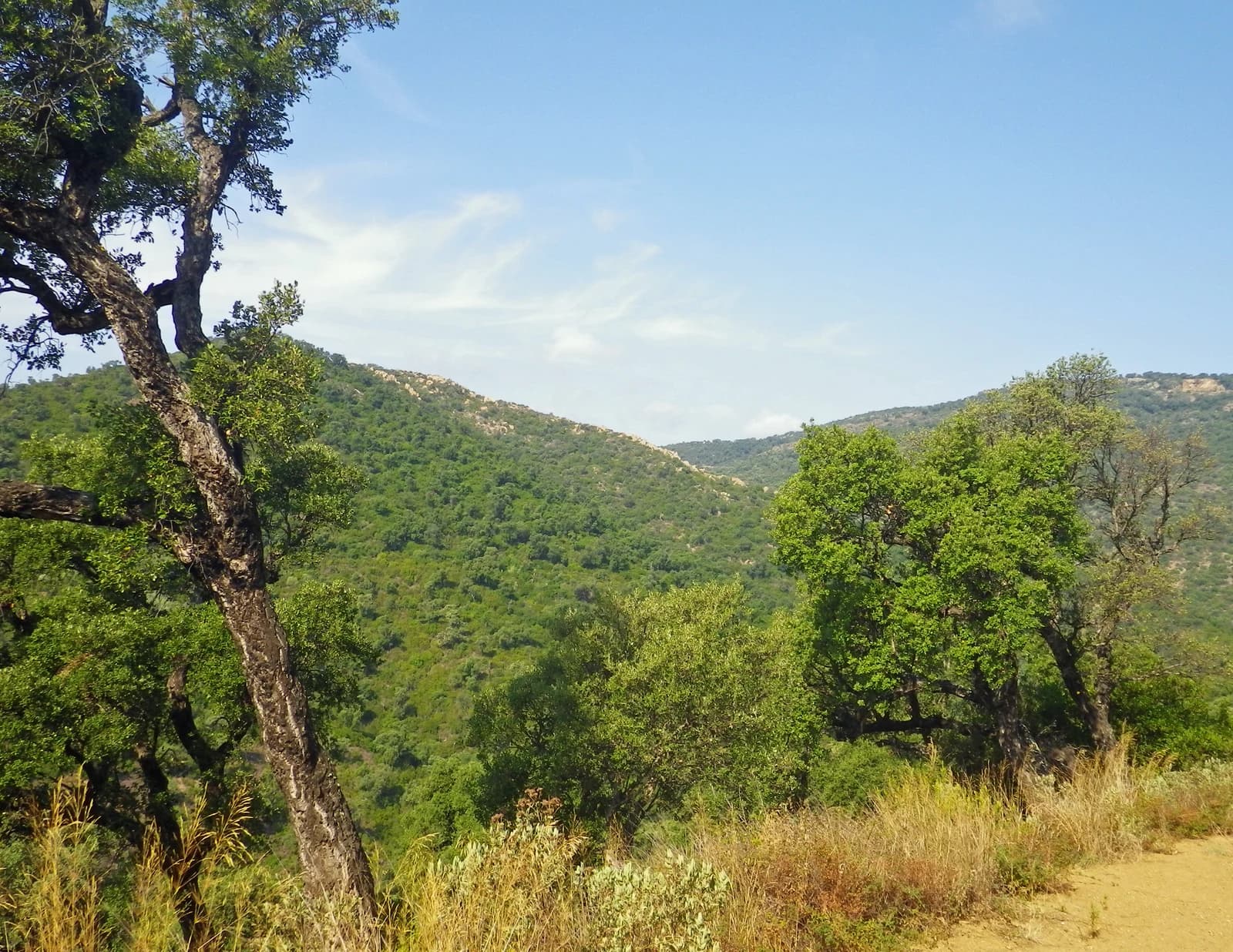Collines boisées du massif des Maures près du col du Gratteloup